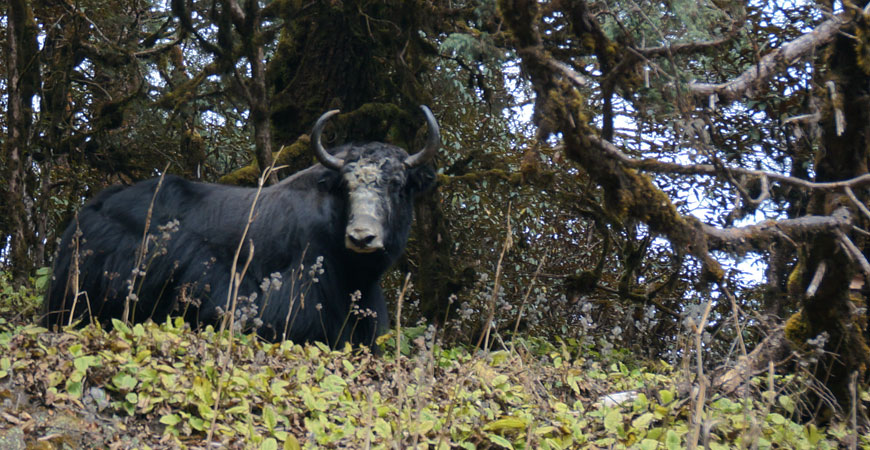 trek-nepal-pikey-peek-yack