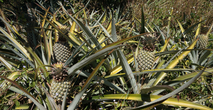 koh-lanta-nature-ananas