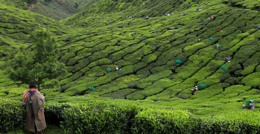 munnar-inde