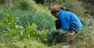 18-jours-benevolat-immersion-nepal-agriculture