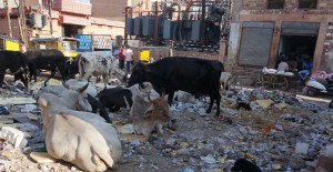 bilan-voyage-inde-nord-rajasthan-salete