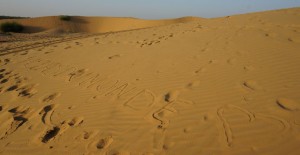 jaisalmer-safari-dromadaire-desert-thar-a2pasdumonde