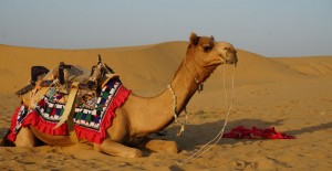 jaisalmer-ville-porte-desert-dromadaire