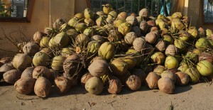 Roadtrip-delta-Mekong-ben-tre-coco