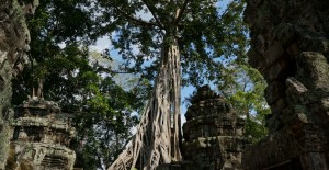 angkor-ta-prohm-