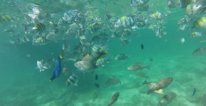koh-phi-phi-ley-koh-samah-bay-snorkeling-poissons