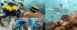 koh-tao-bapteme-plongee-crystal-dive-poissons-exotiques