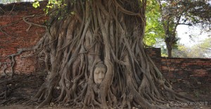 ayutthaya-temple-wat-maha-that-tete-bouddha-arbre-