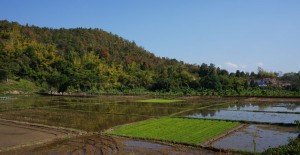 chiang-rai-nature-riziere