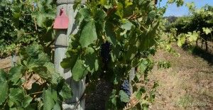 margaret-river-vignoble-australie