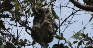 roadtrip-australie-kennett-river-koalas