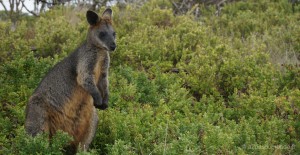 roadtrip-australie-port-fairy-griffiths-island-kangourou