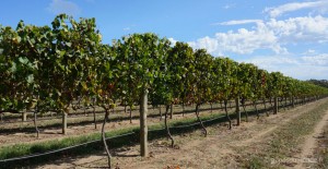 roadtrip-australie-vignobles-peninsule-bellarine