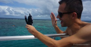 cairns-grande-barriere-corail-kiwi