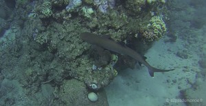 cairns-grande-barriere-corail-requin
