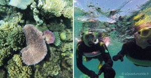 cairns-grande-barriere-corail-snorkeling
