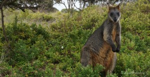 bilan-voyage-roadtrip-australie-nature-kangourou