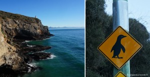 roadtrip-nouvelle-zelande-ile-sud-dunedin-otago-pingouins