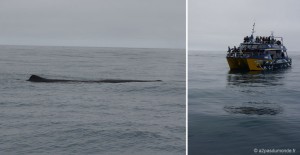 roadtrip-nouvelle-zelande-ile-sud-kaikoura-baleine-whale-