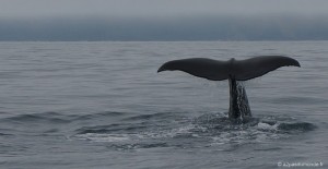 roadtrip-nouvelle-zelande-ile-sud-kaikoura-baleine-whale