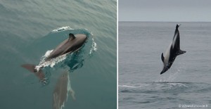 roadtrip-nouvelle-zelande-ile-sud-kaikoura-dauphin-dusky
