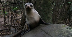 roadtrip-nouvelle-zelande-ile-sud-kaikoura-phoque