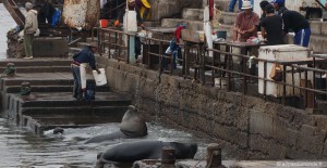 voyage-chili-arica-port-otarie-lion-de-mer