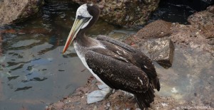 voyage-chili-arica-port-pelican