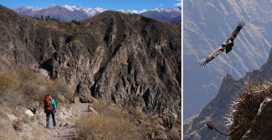 trek-canyon-colca-descente-llahuar-condor