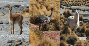 sud-lipez-animaux-lamas-vigogne-autruche