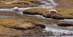 sud-lipez-laguna-hedionda-flamand-rose
