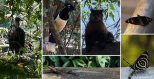 faune-animaux-iguazu-parc