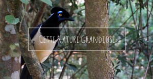 video-voyage-argentine-nature-grandiose