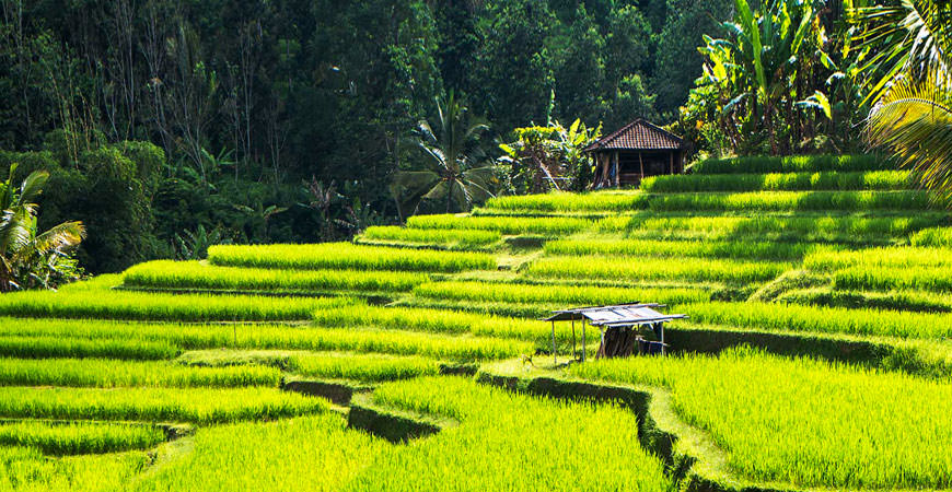 ubud-riziere-tegallalang