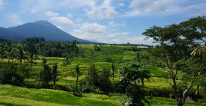 voyage-bali-excursion-riziere-jatiluwih-unesco-1