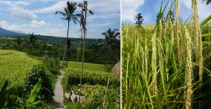 voyage-bali-excursion-riziere-jatiluwih-unesco-2