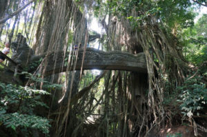 monkey-forest-ubud-bali-2-min