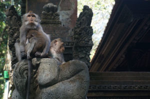 monkey-forest-ubud-bali-3-min