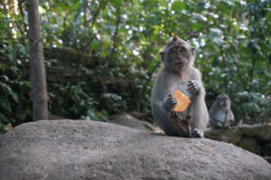 monkey-forest-ubud-bali-min