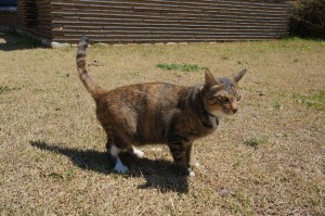 (051) chat-coree-du-sud       