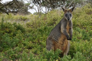 (040) kangourou-australie     
