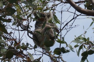 (041) koala-australie     